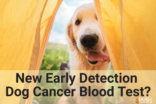 dog cancer blood test