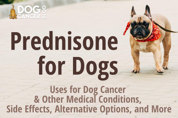 Prednisone for Dogs: Uses for Dog Cancer and Other Medical ...