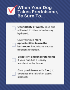 What happens to a dog with prednisone to treat cancer?