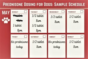 A small calendar showing the dosing amounts and times for prednisone pills written on each day.