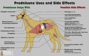 An illustration of a dog showing the internal anatomy, with captions showing which diseases or conditions in different body organs and systems are affected by prednisone, either as treatment or as a potential adverse effect