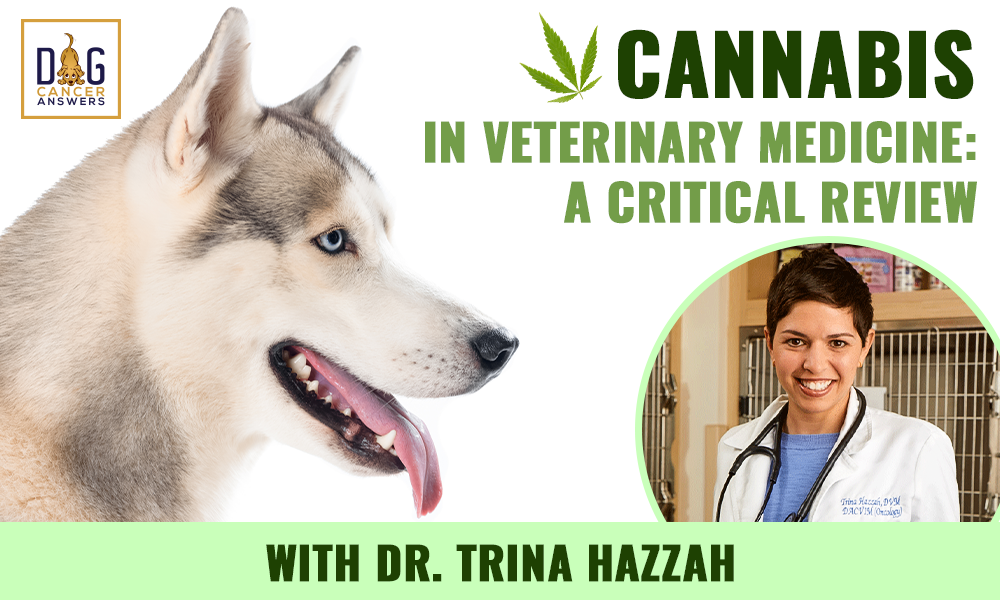 https://dogcanceranswers.com/cannabis-in-veterinary-medicine-a-critical-review-dr-trina-hazzah-deep-dive/