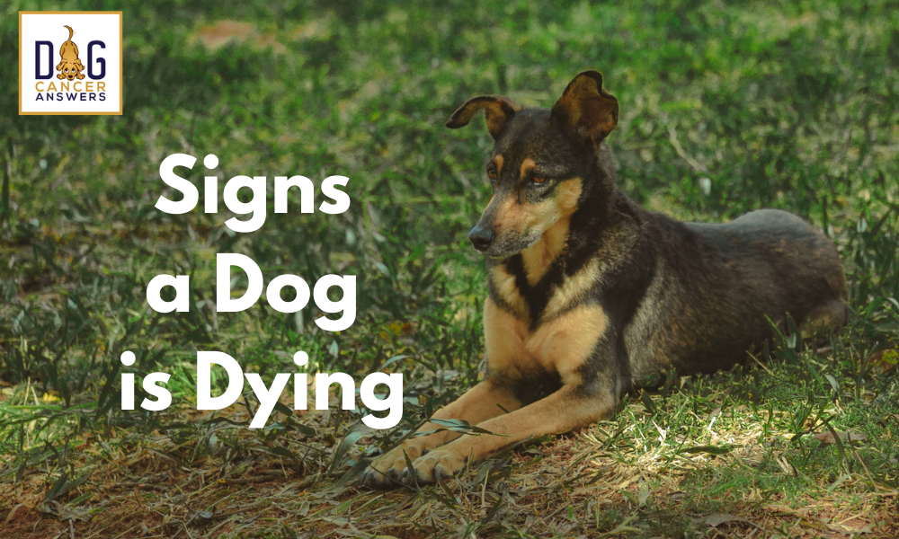 how can i tell if my dog is dying
