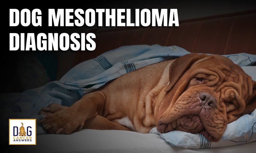 example of mesothelioma cancer