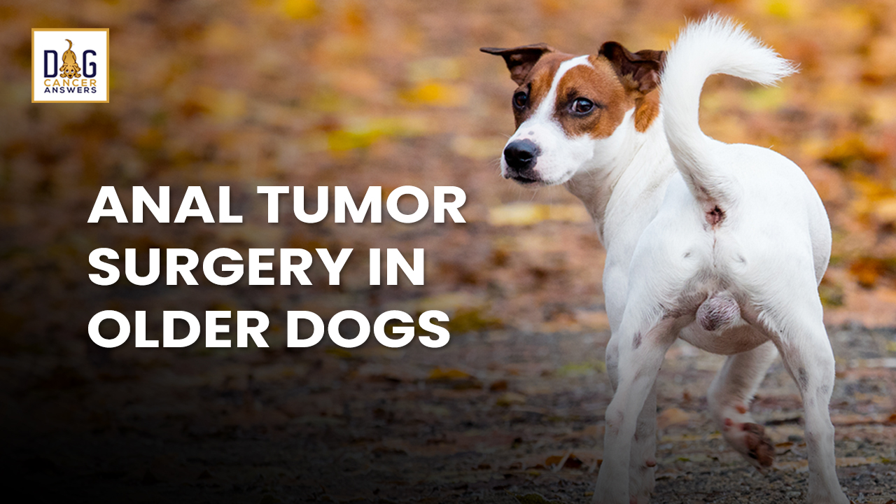 senior-dog-rectal-cancer-surgery-dog-cancer-blog