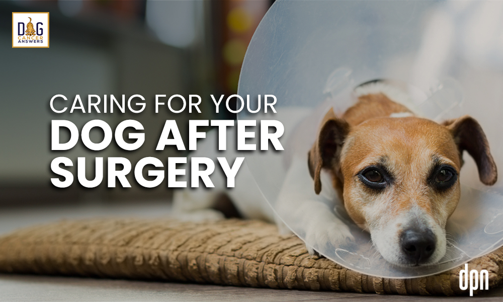 Picture of How to Take Care of Your Dog After Surgery - Dog Cancer Blog