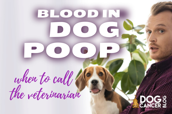 When to Call Your Vet About Blood in Dog Stool - Dog Cancer Blog